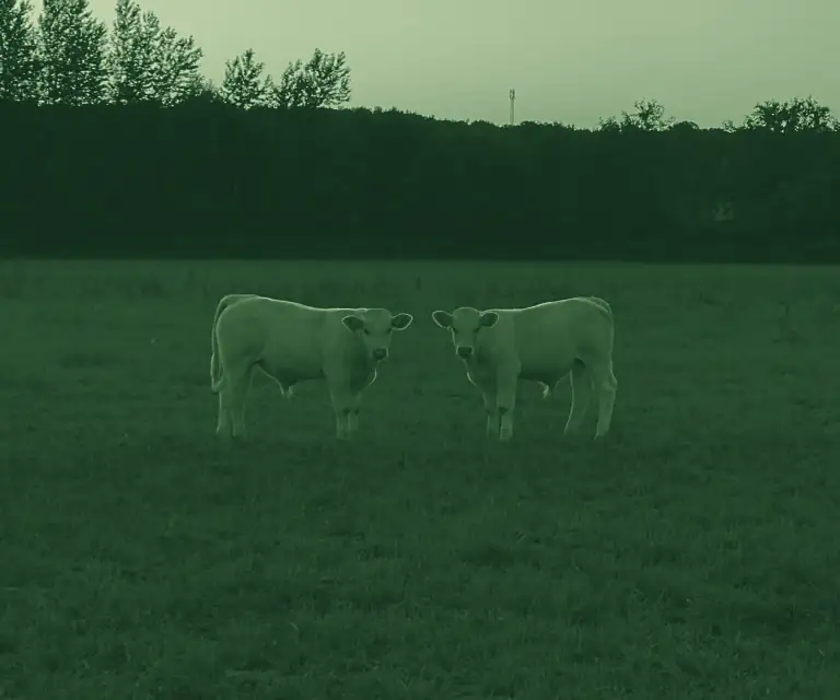 Deux veaux charolais face à face au coucher du soleil
