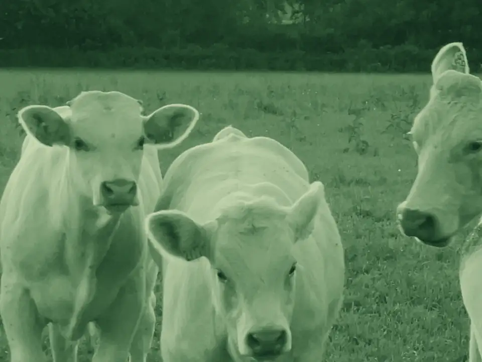 Jeunes charolais curieux qui s’approchent