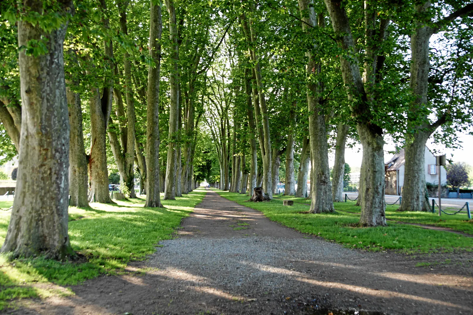 Allée de grands platanes de la promenade des Halles à Decize, au printemps